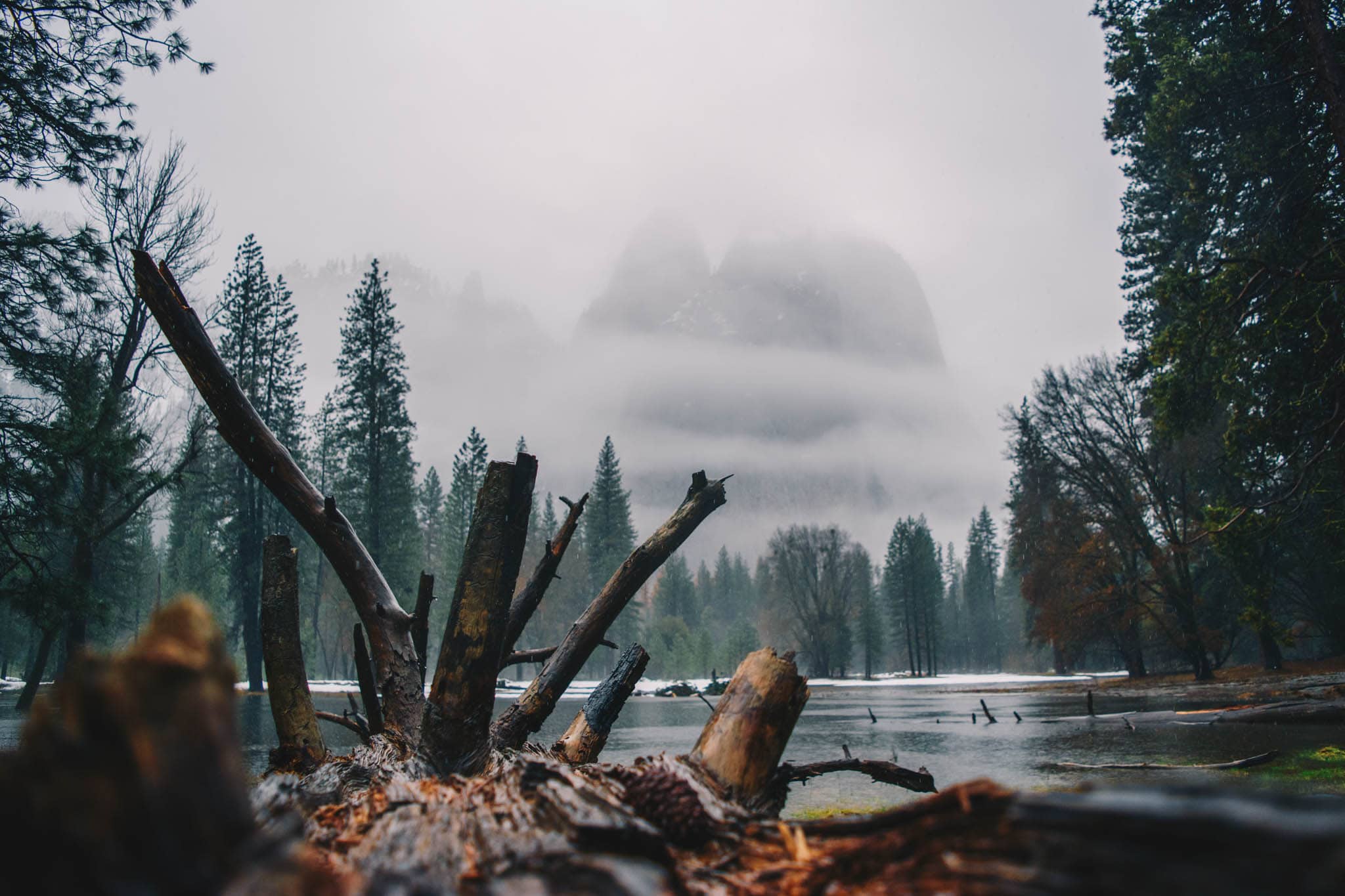 Wild Wood