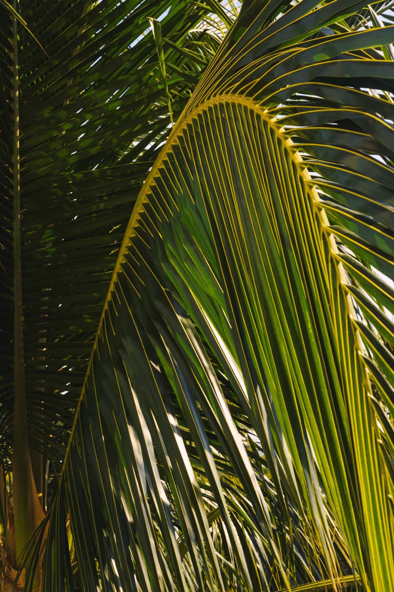 Island Curve