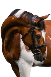 Painted Horse