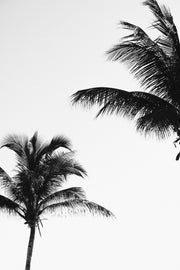 Paradise