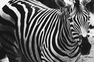 Stripes of Wild