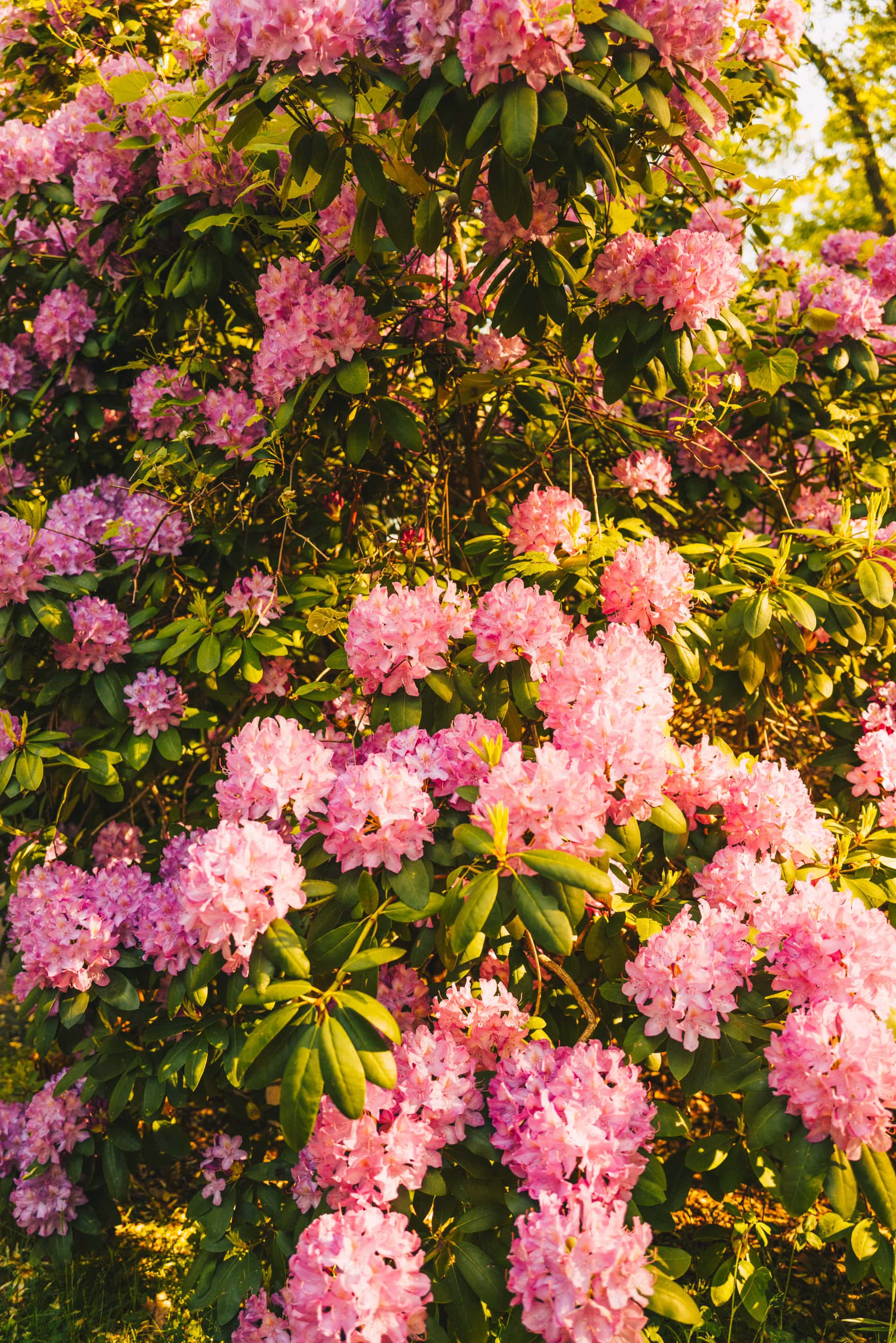 Wall Of Flowers