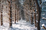 Path To Winterland
